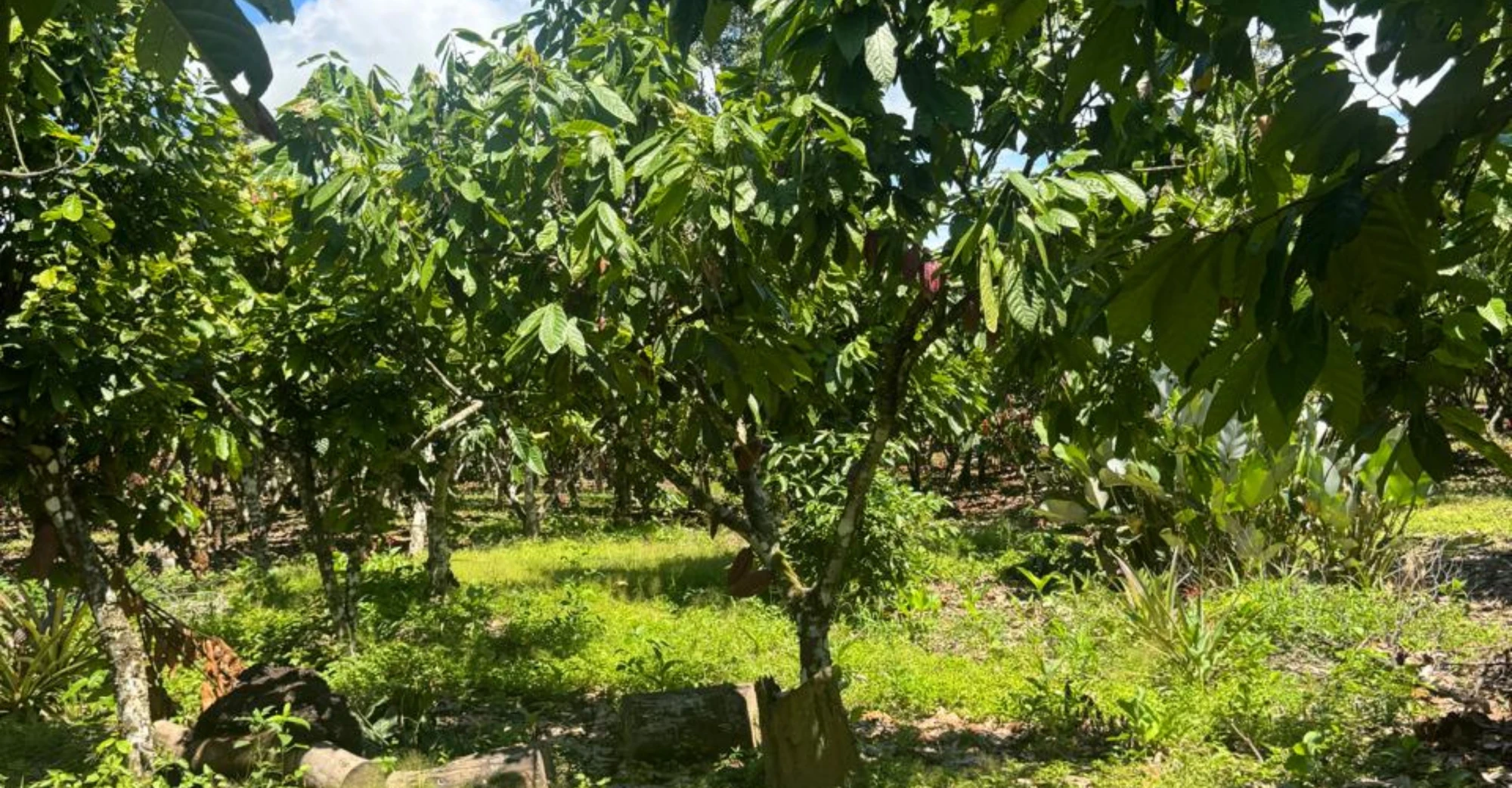 Sustainable Agriculture