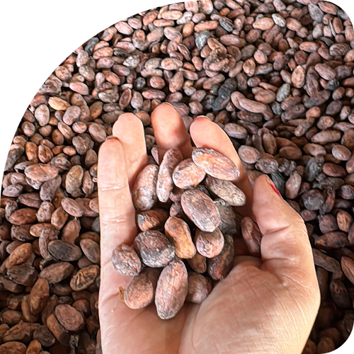 imagen de cacao