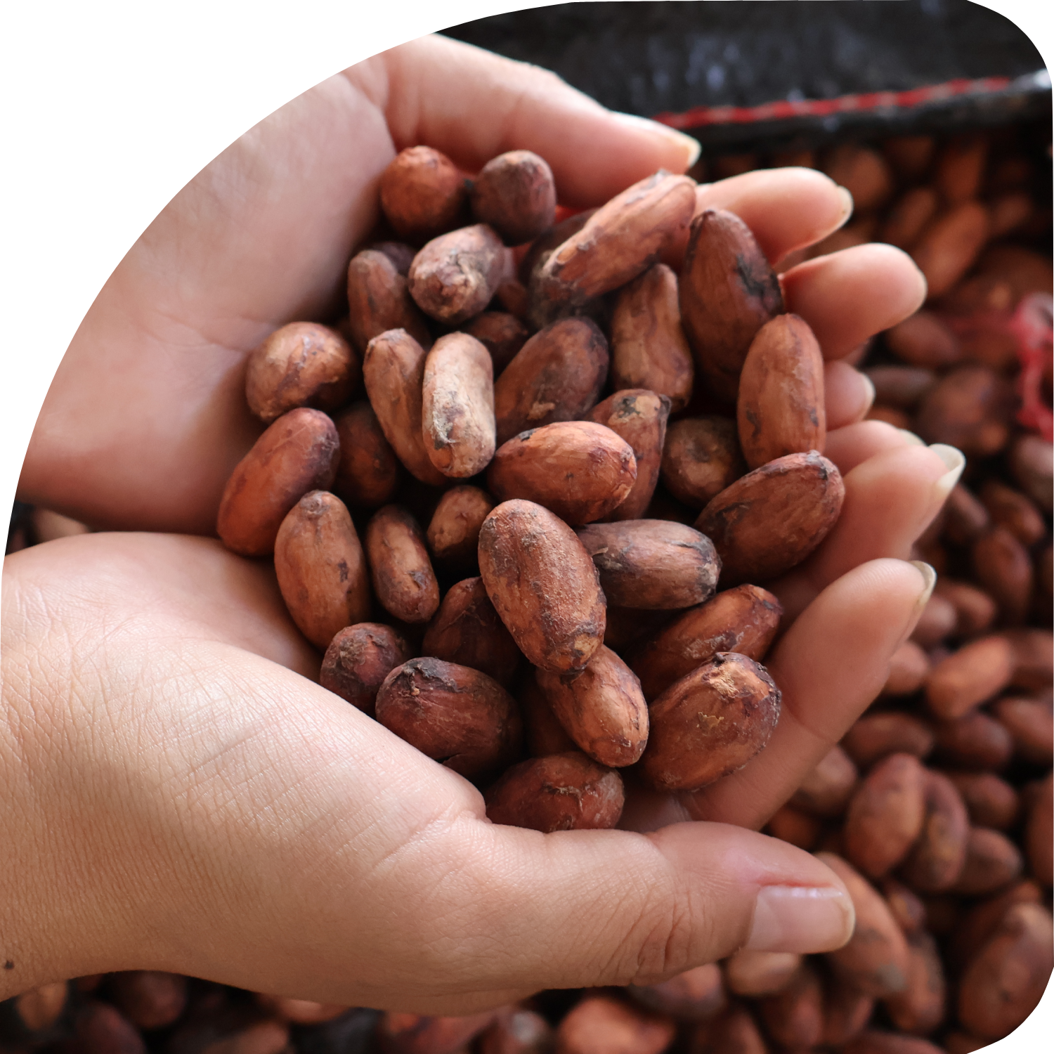 imagen de cacao