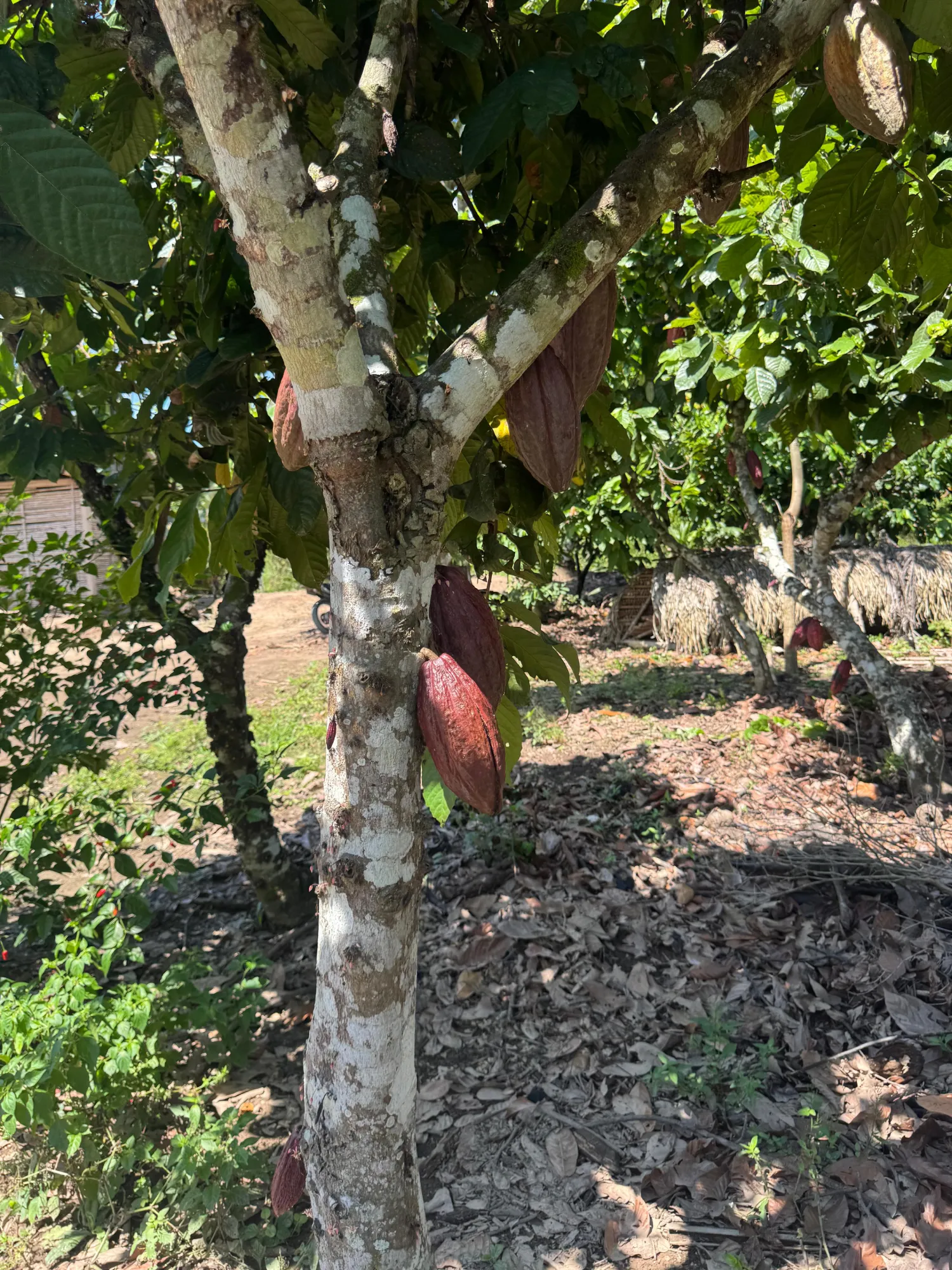 Peruvian cocoa harvesting