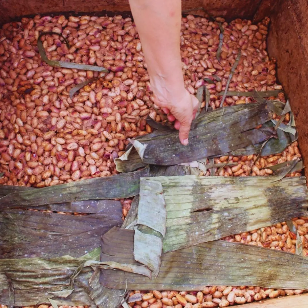 Cocoa fermentation process