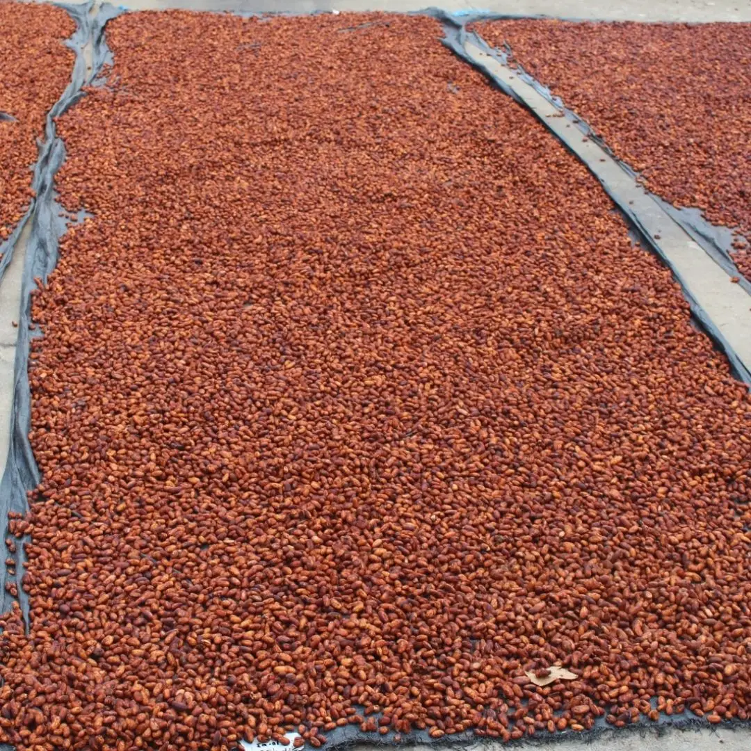 Cocoa drying process
