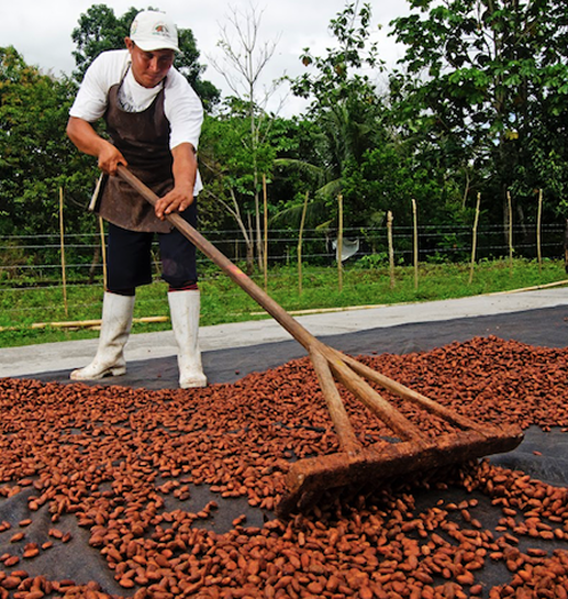 Peruvian farmer drying cocoa beans
