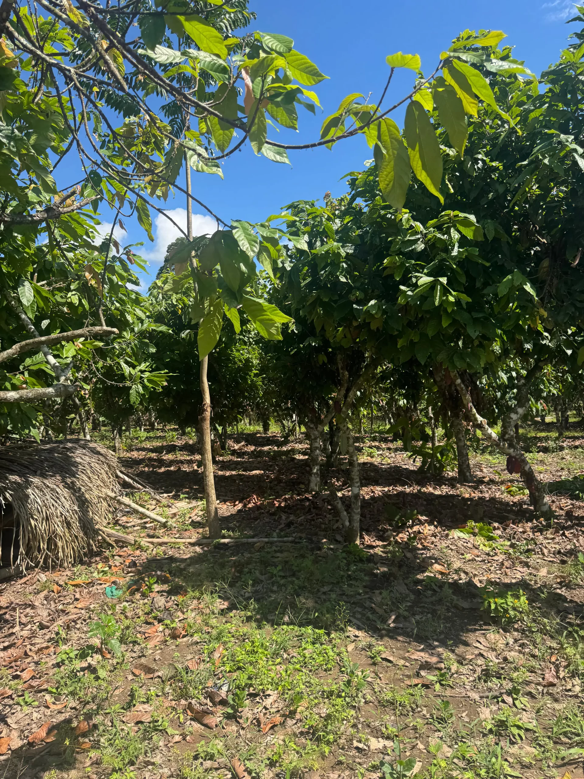 Farmers working with cocoa harvest in Peru