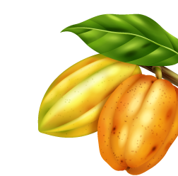 imagen-cacao-2