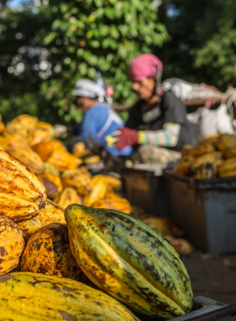 Seleccionadas cuidadosamente